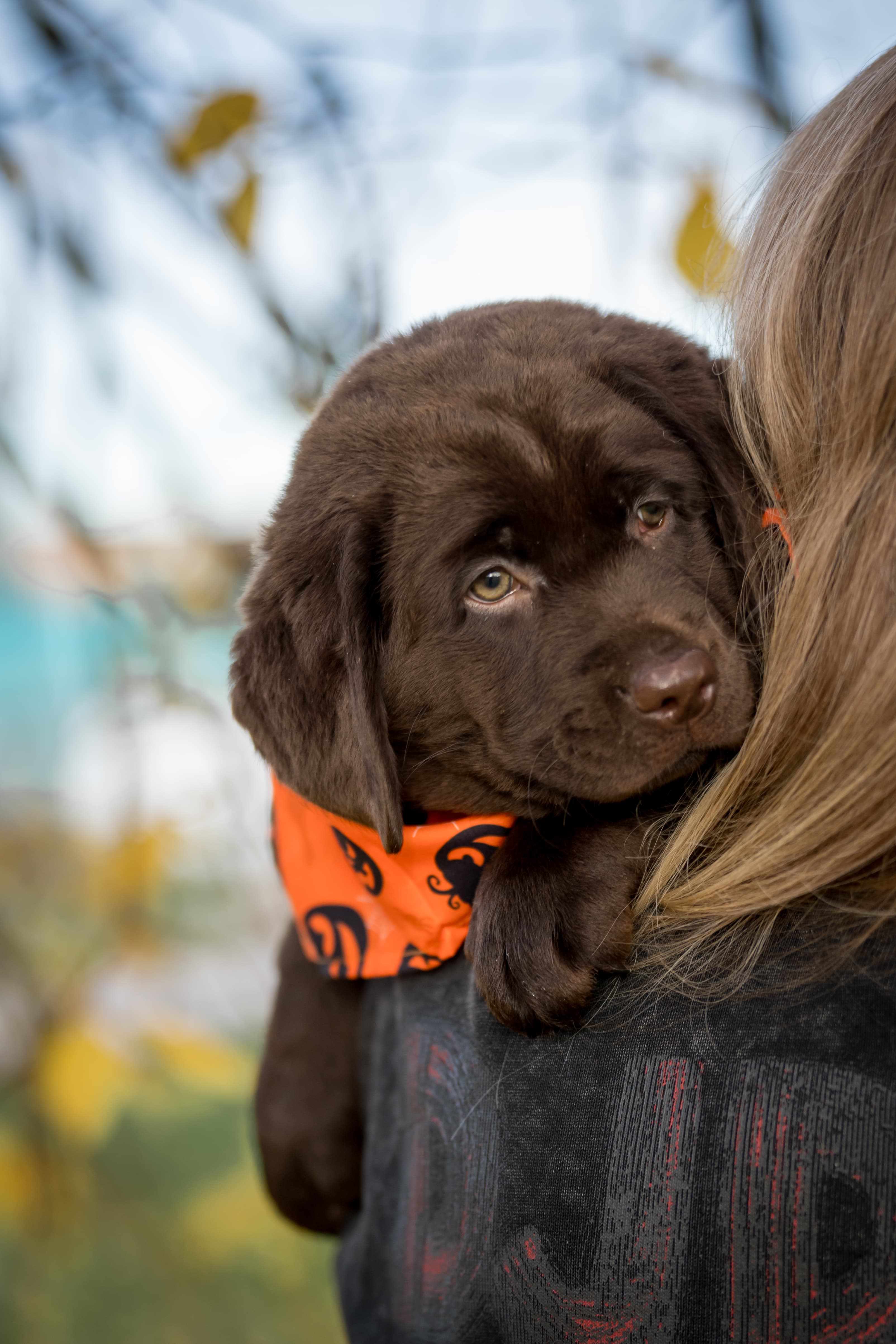 Labrador retriever kennel "Labradorito Stebuklas "- FCI