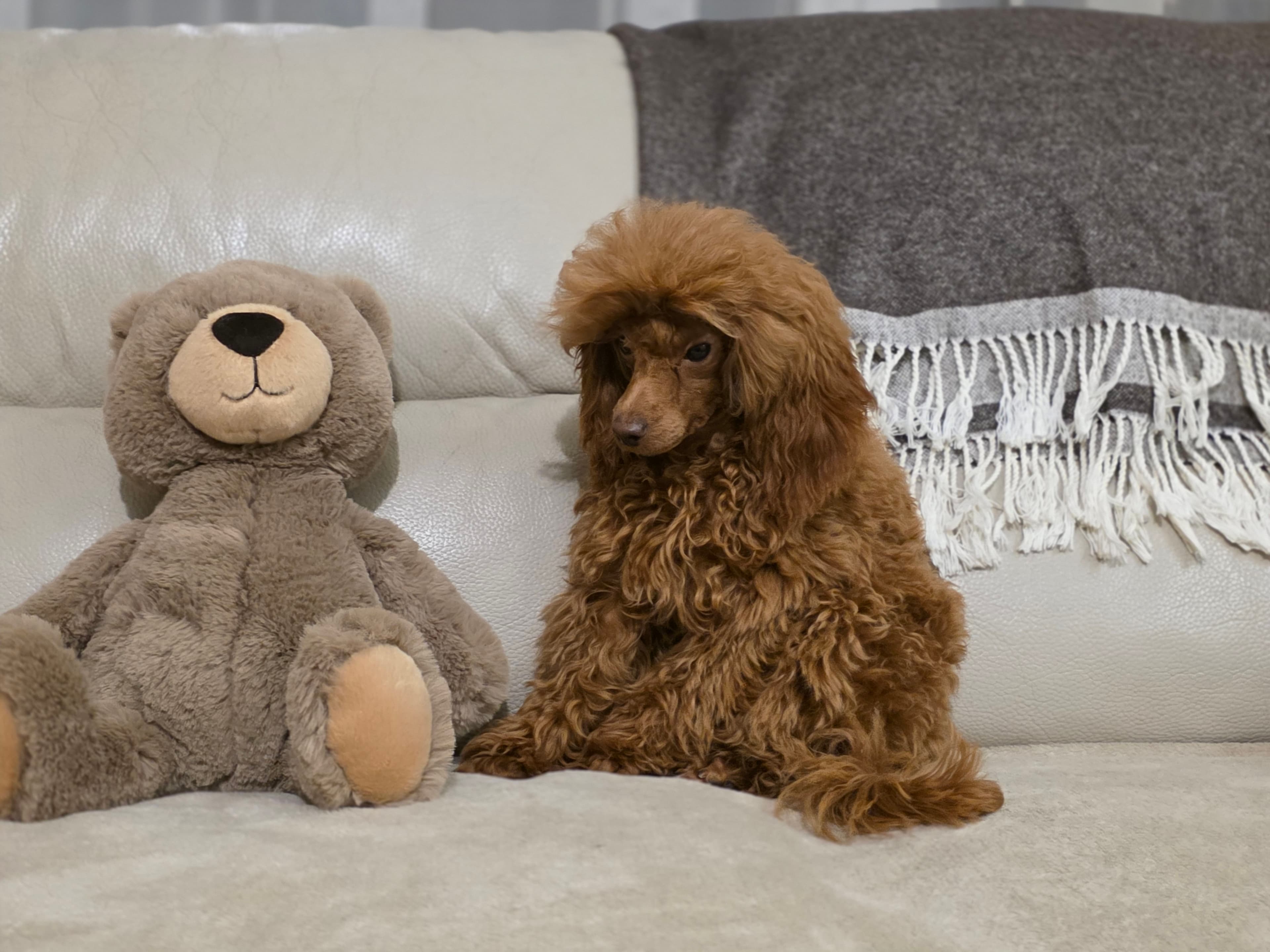 MegaKristalasKennelFCI/LKD