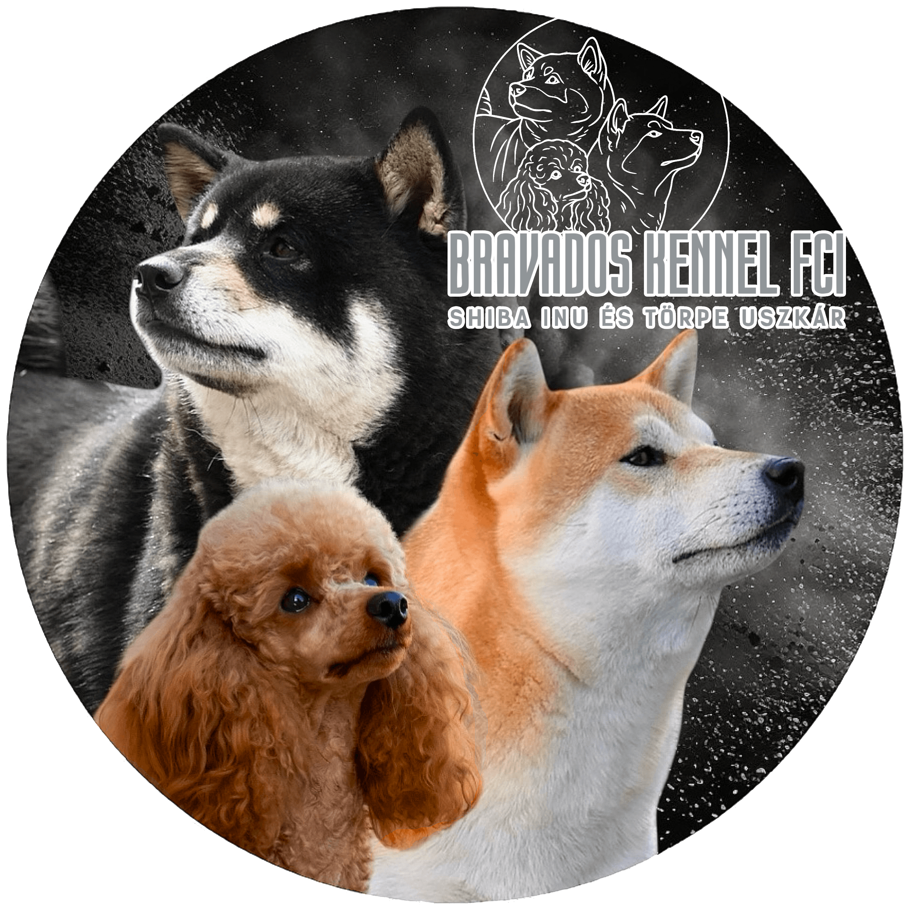Bravados Kennel FCI - Shiba Inu & Miniature Poodle