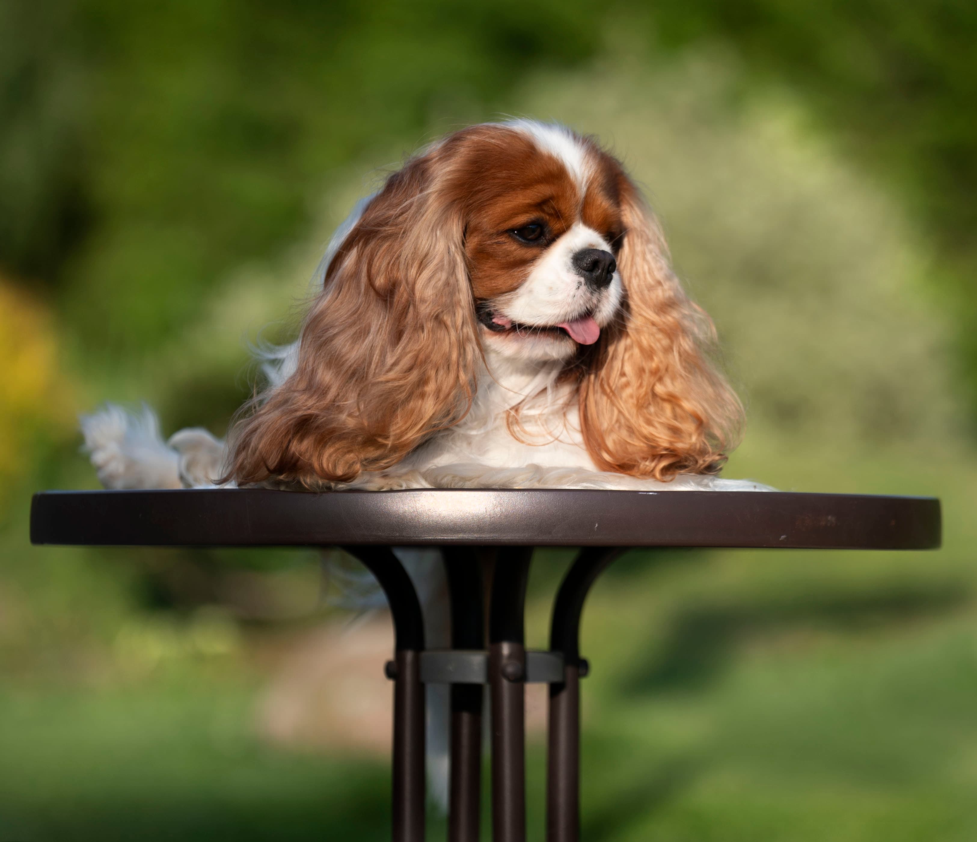 Kennel VANAGŲ IMPERIJA