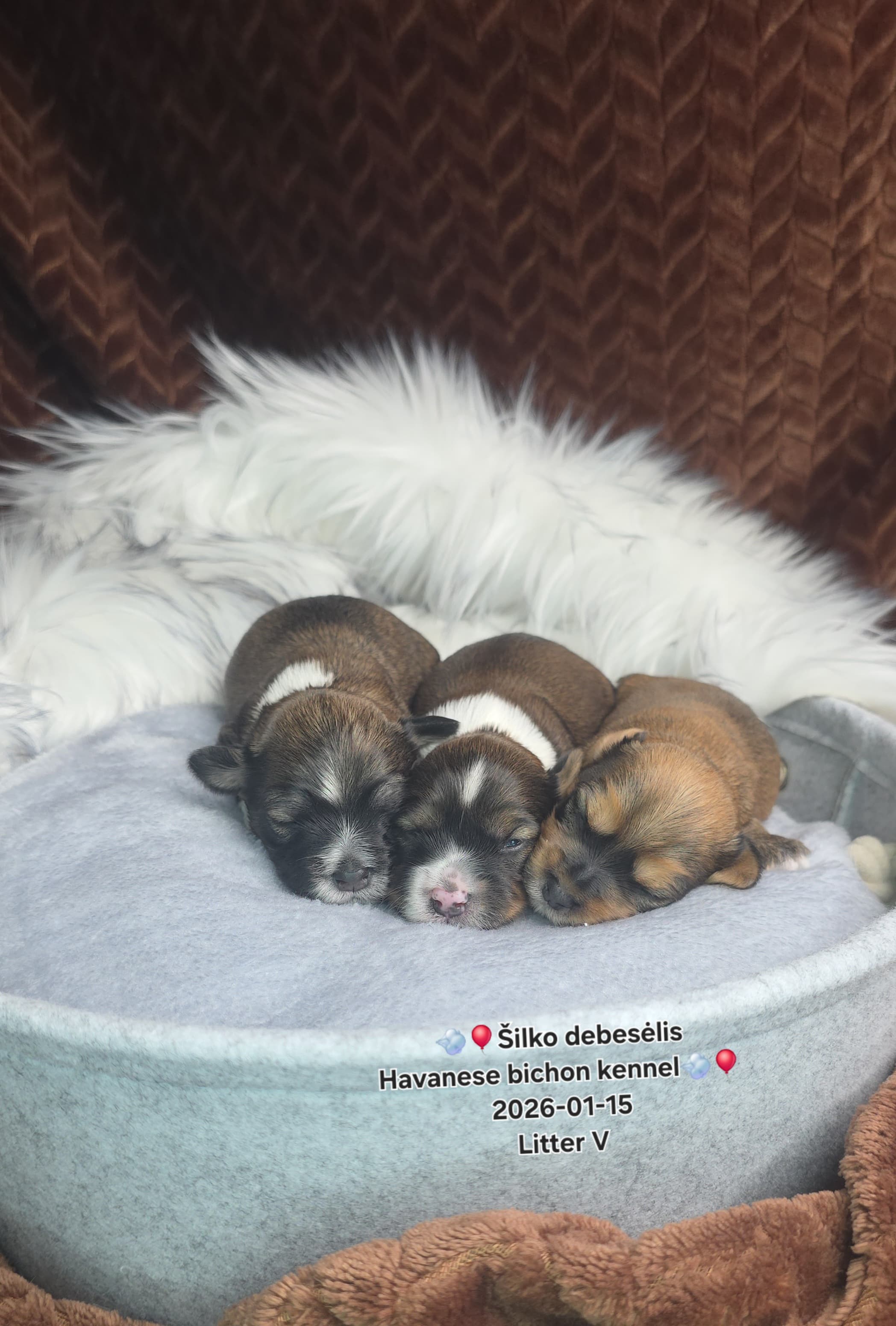 Šilko debesėlis - Havanese bichon kennel