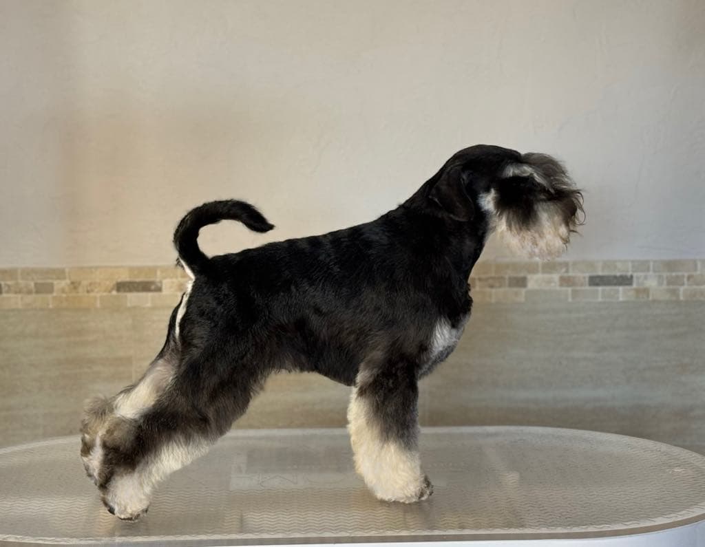 JĖGERIO ŠIRDIS  Kennel