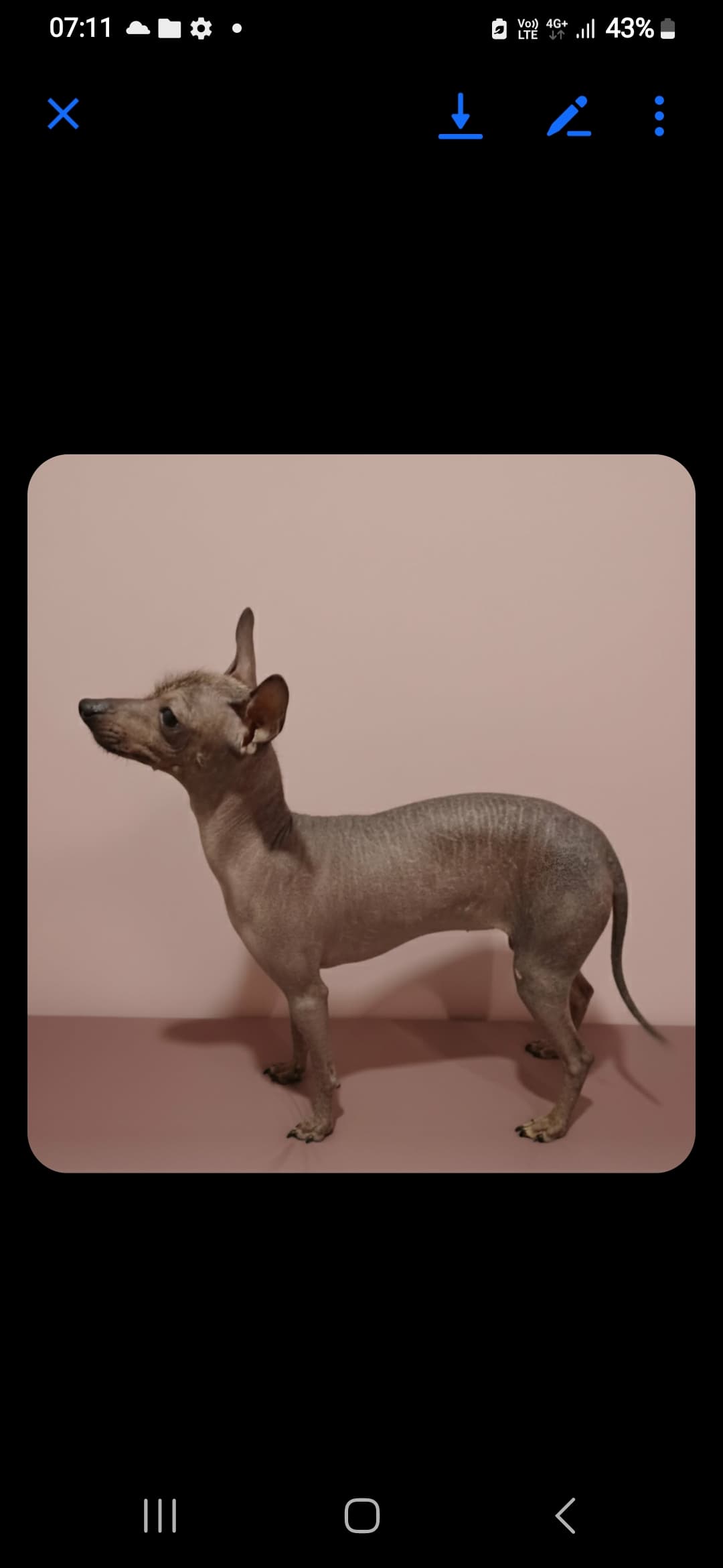 Mini xoloitzcuintle( Meksikiečių plikasis mini)