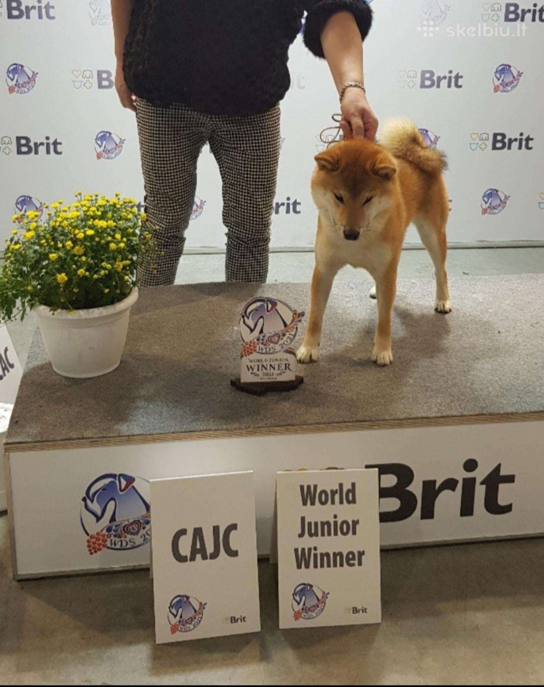 Šiba veislynas "Fudzijamos laisvė"