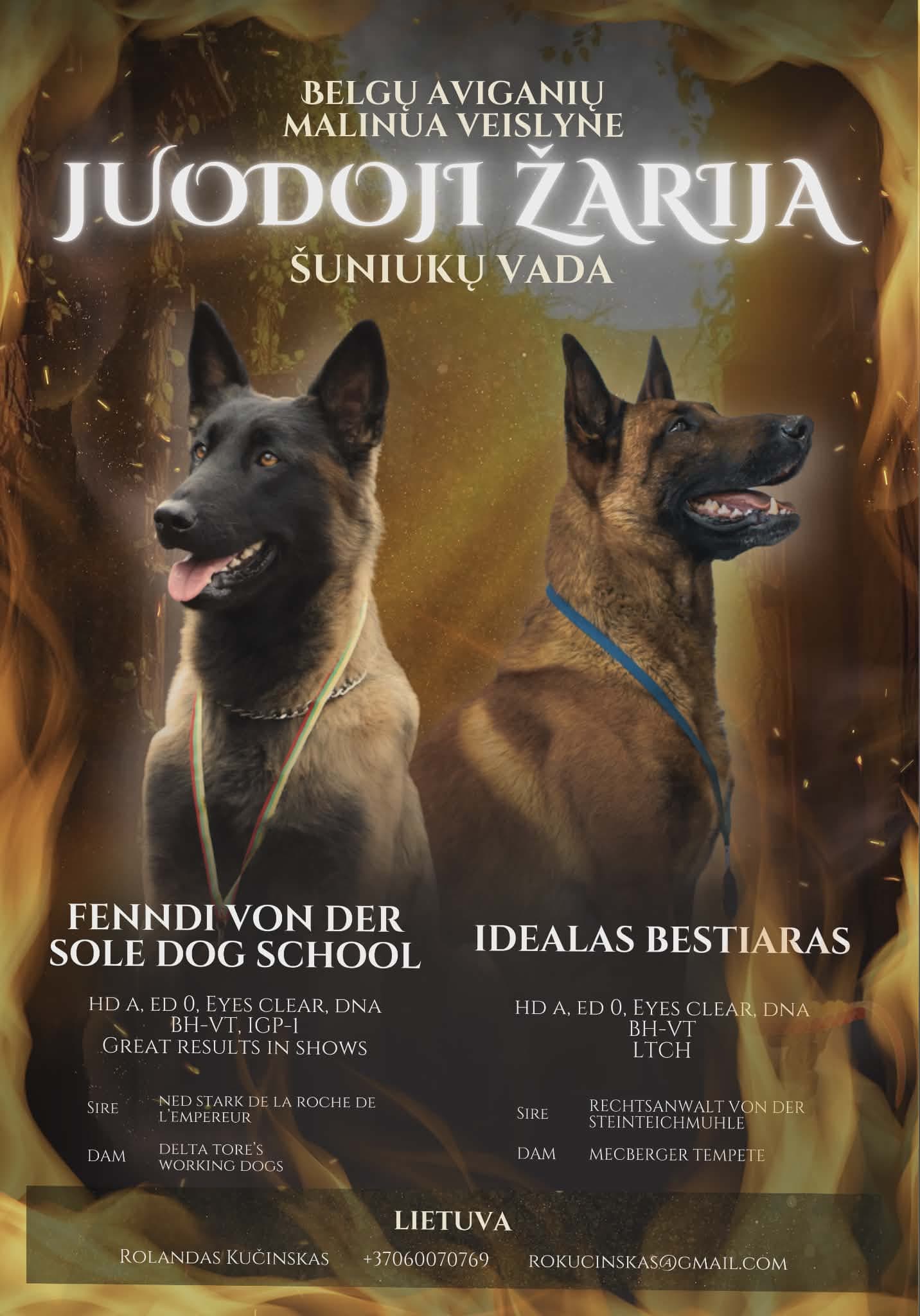 Veislynas Juodoji žarija