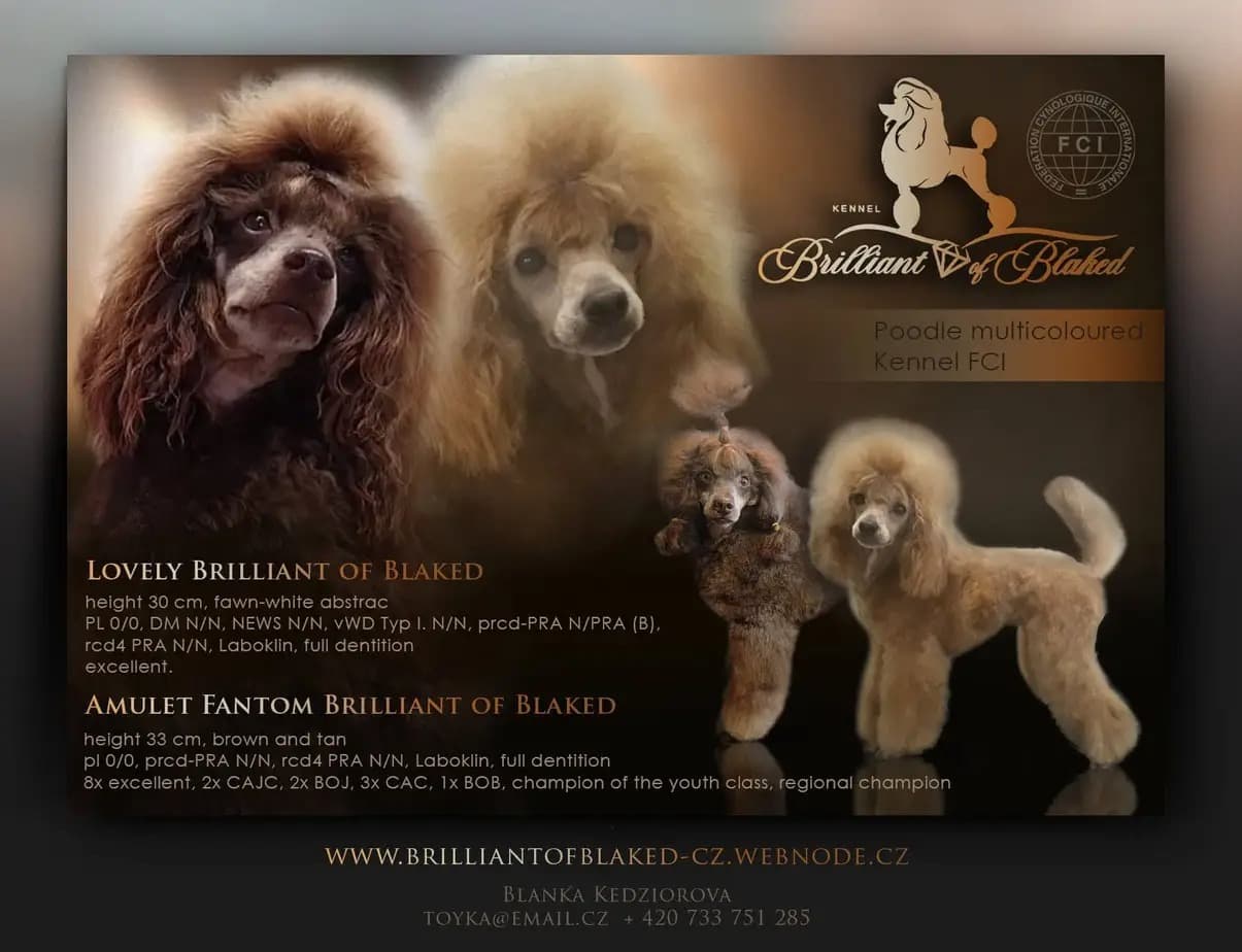 Brilliant of Blaked kennel FCI