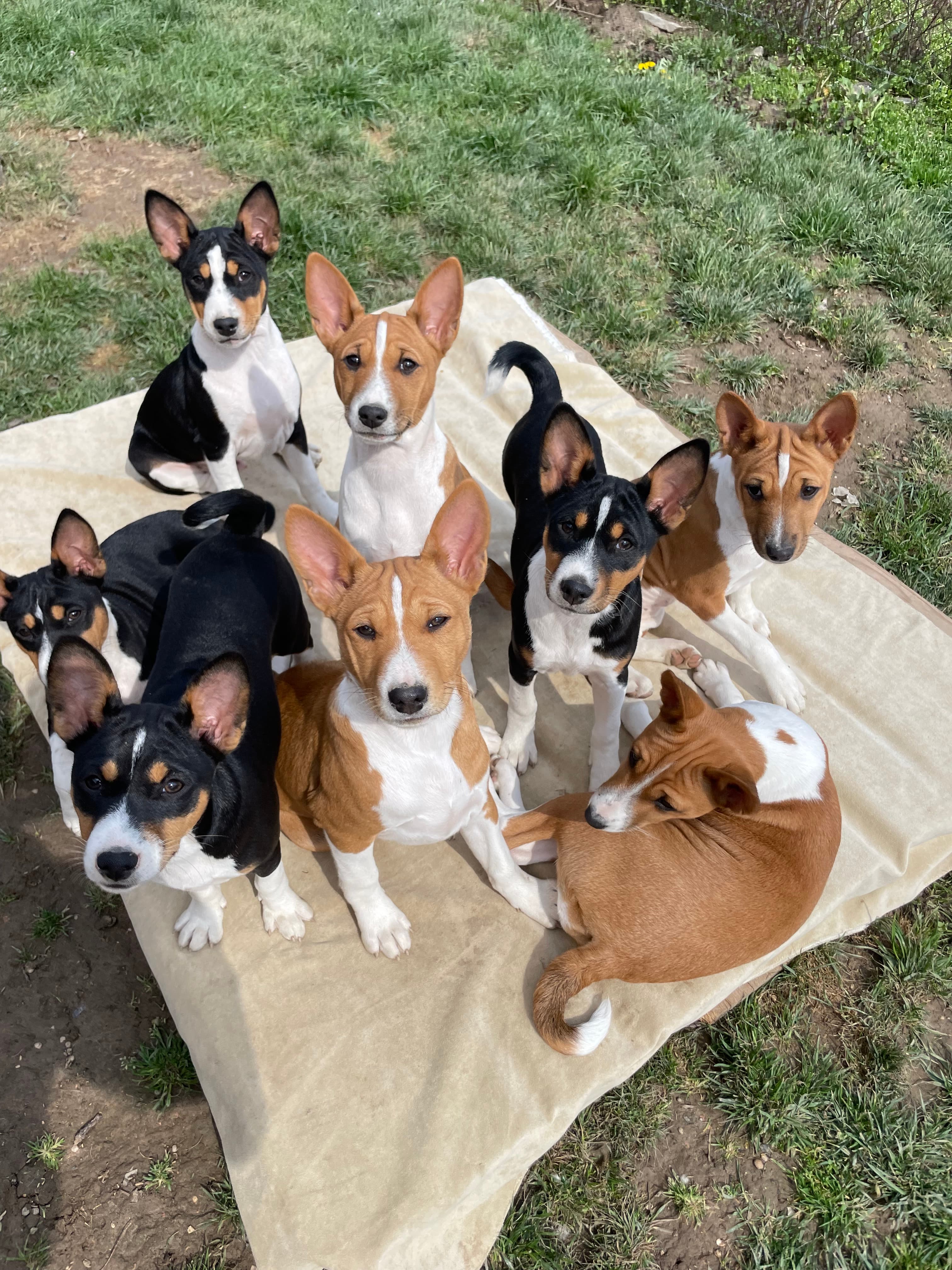 CONGO SPIRT BASENJIS