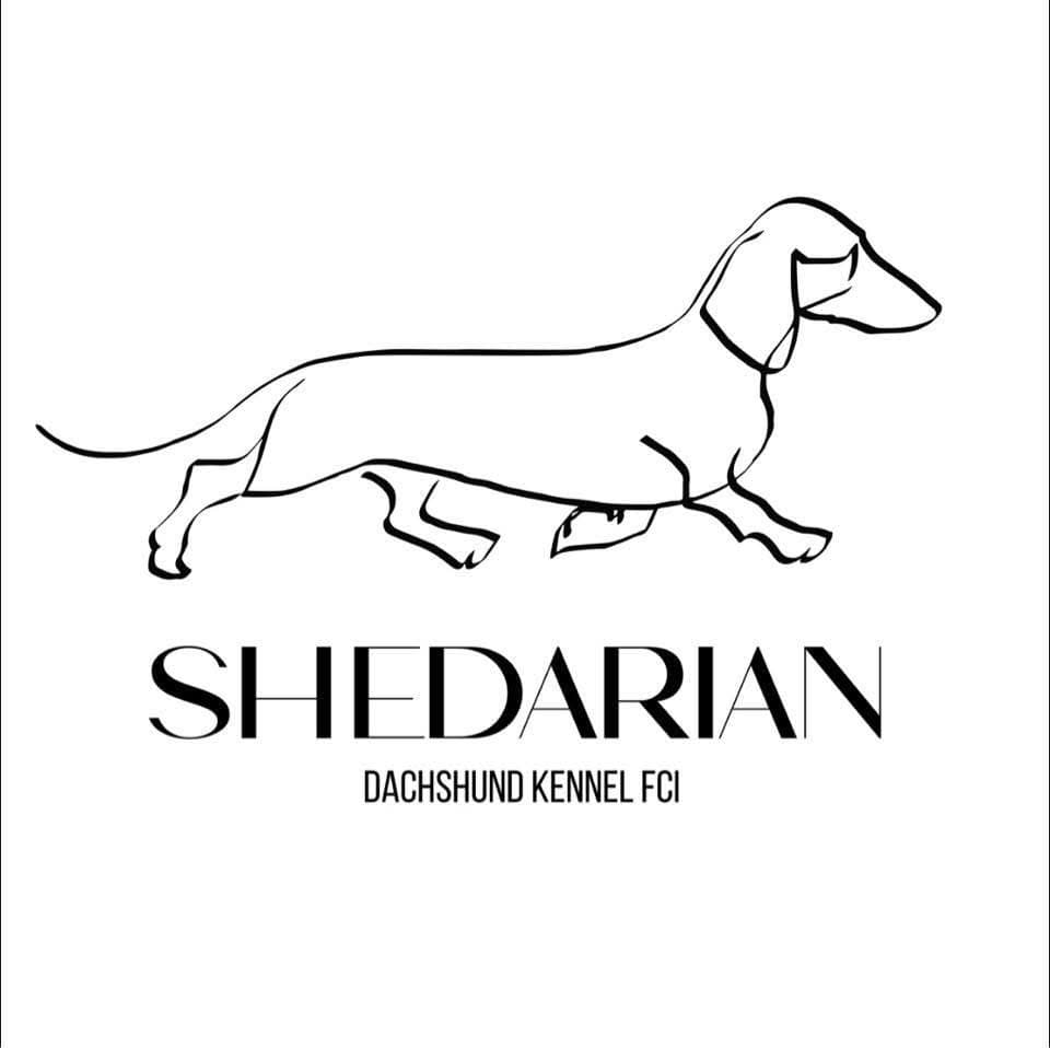 Shedarian FCI dachshunds