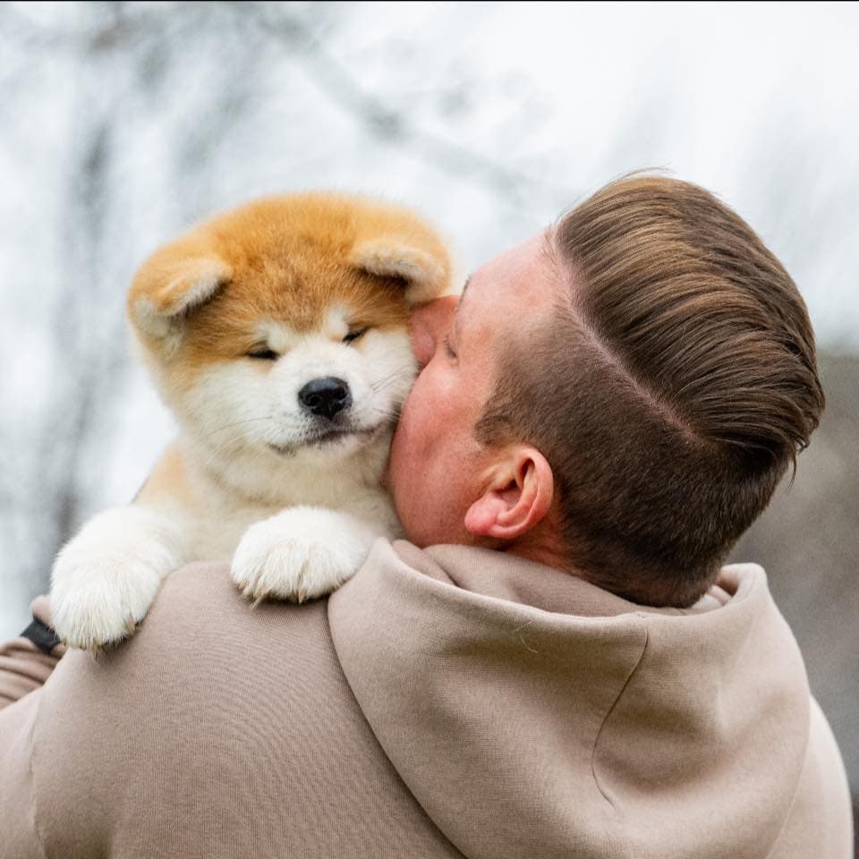 Akita inu Kennel KORALO ŽIEDAS