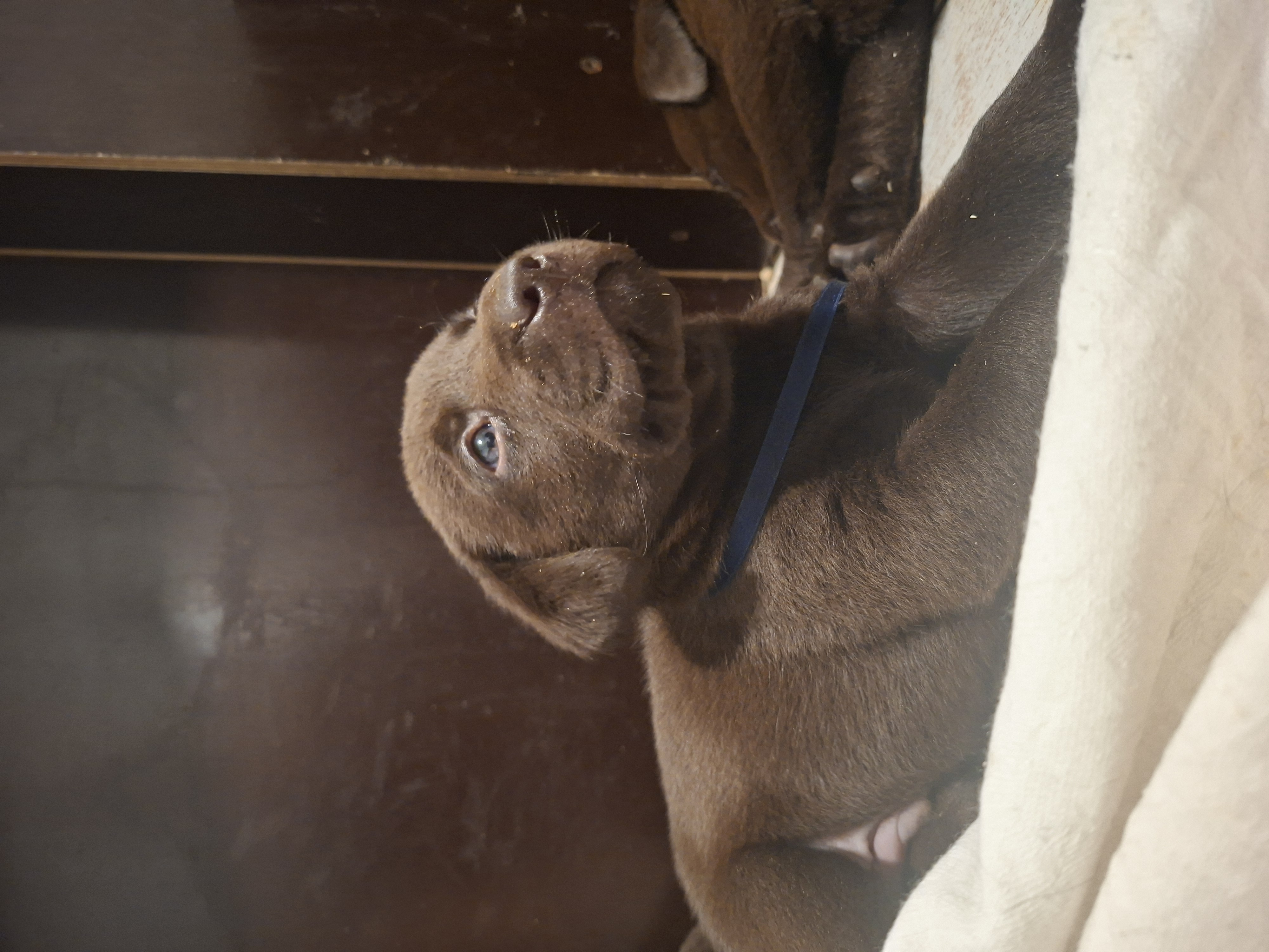 Šokoladinis šlaitas