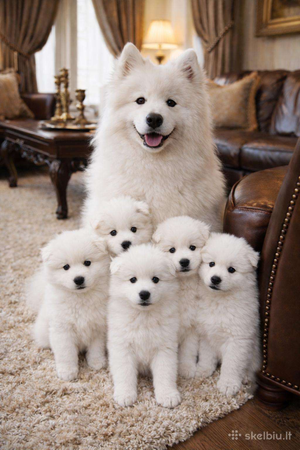 ,,Skuodo snaigė" veislynas