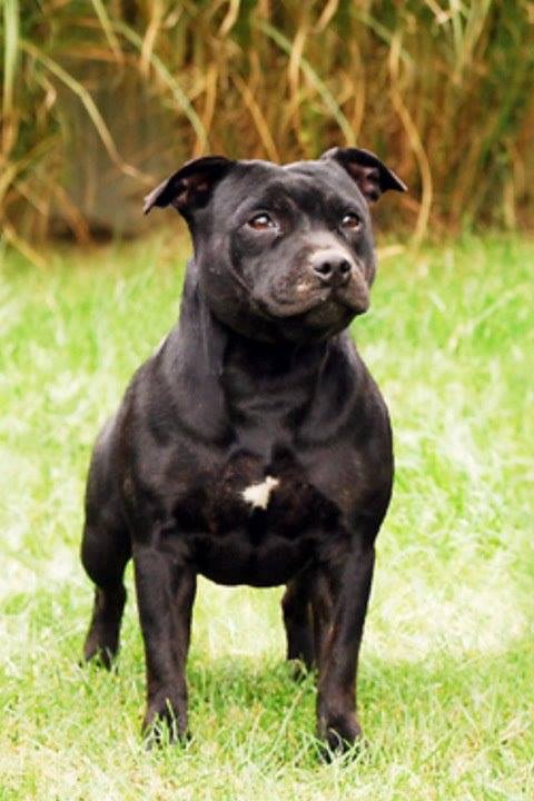 Dream Lightning Staffordshire Bull Terrier Kennel