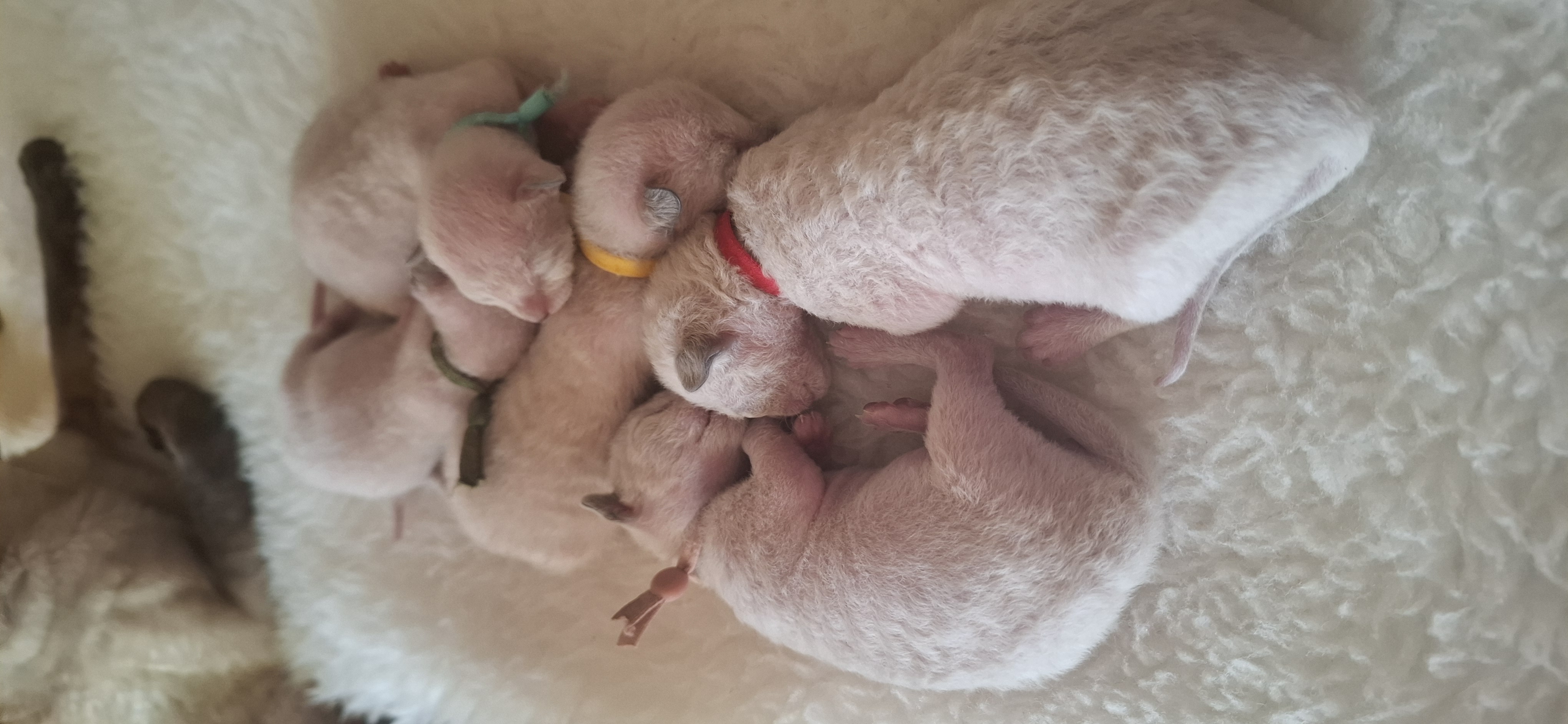 Cornish rex veislynas Darling House LT