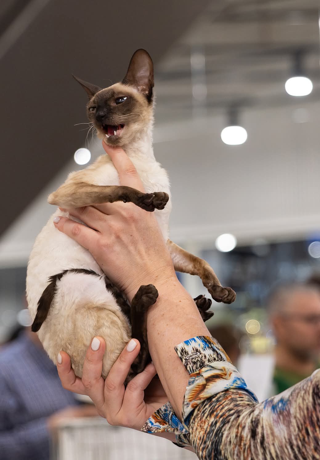 Cornish rex veislynas Darling House LT