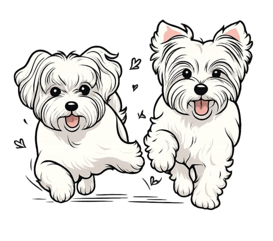 Królestwo Białych Maltańczyków