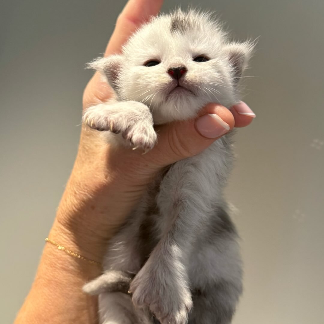 Chatterie de la Jasso