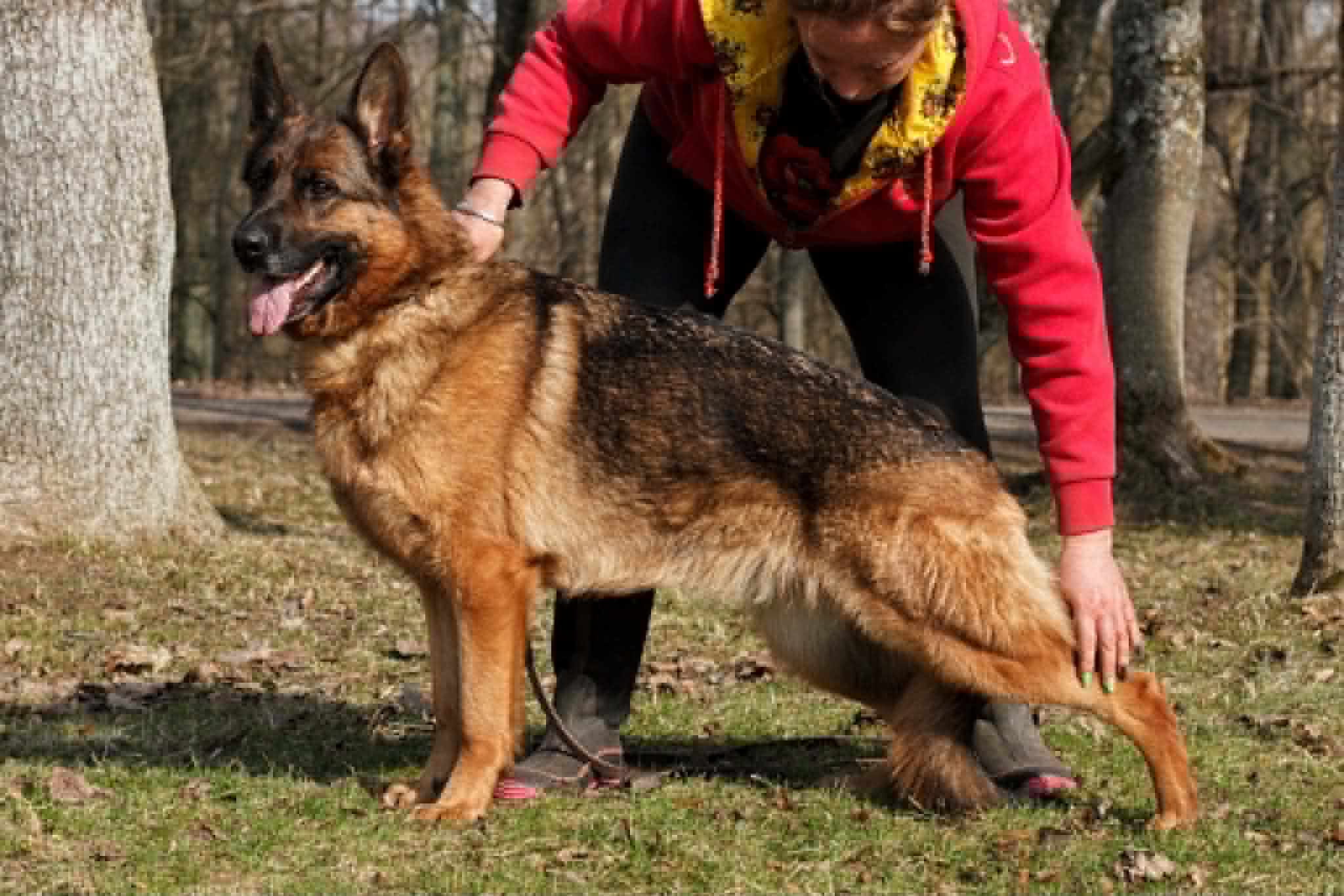 German shepherd- Mano Tandemas