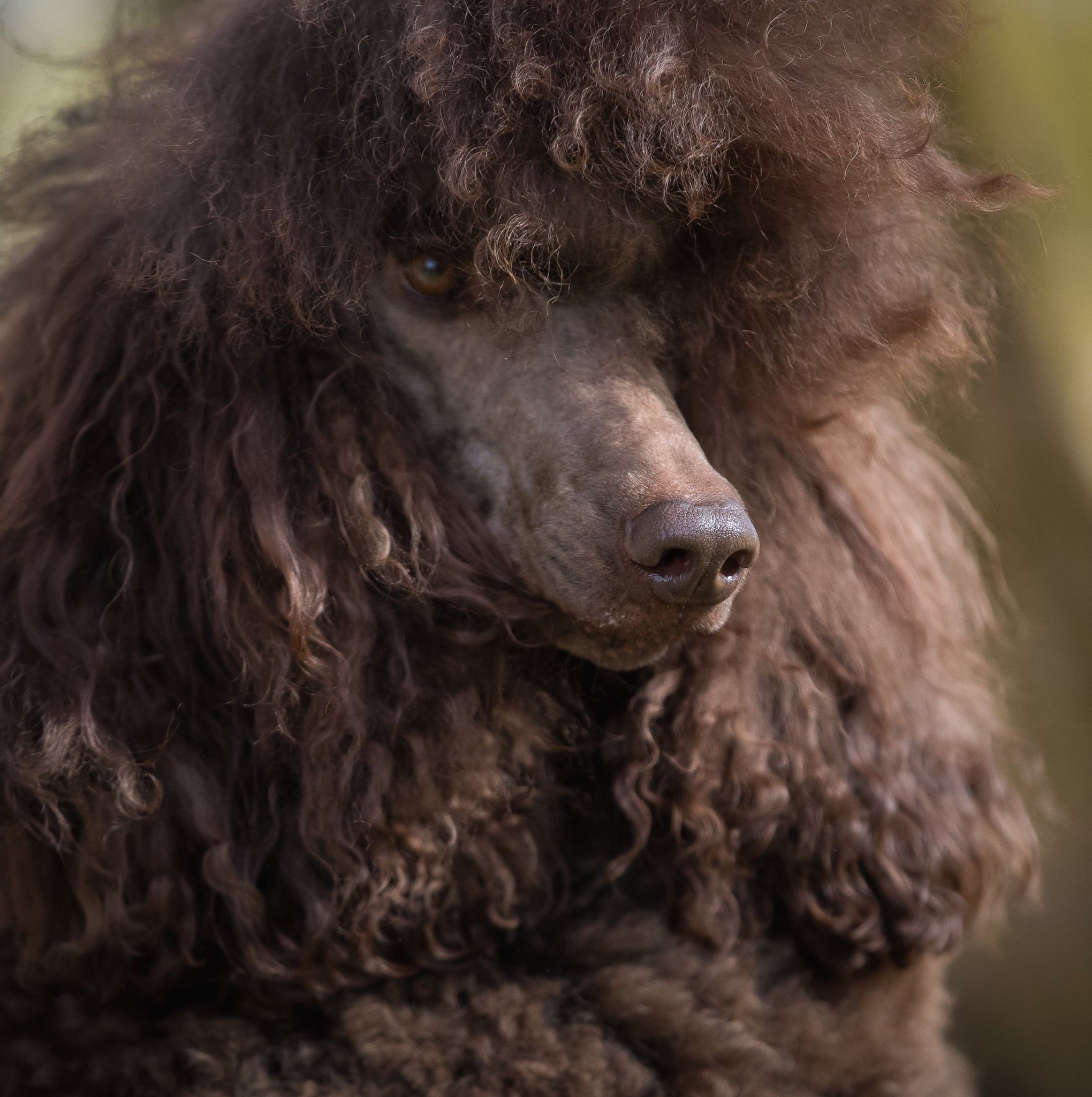 Misterijos Grožis kennel