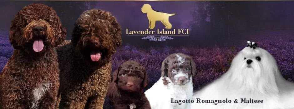 Lavender Island FCI