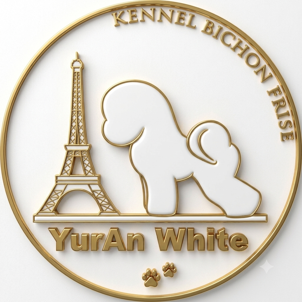 Bichon frise kennel “YURAN WHITE”