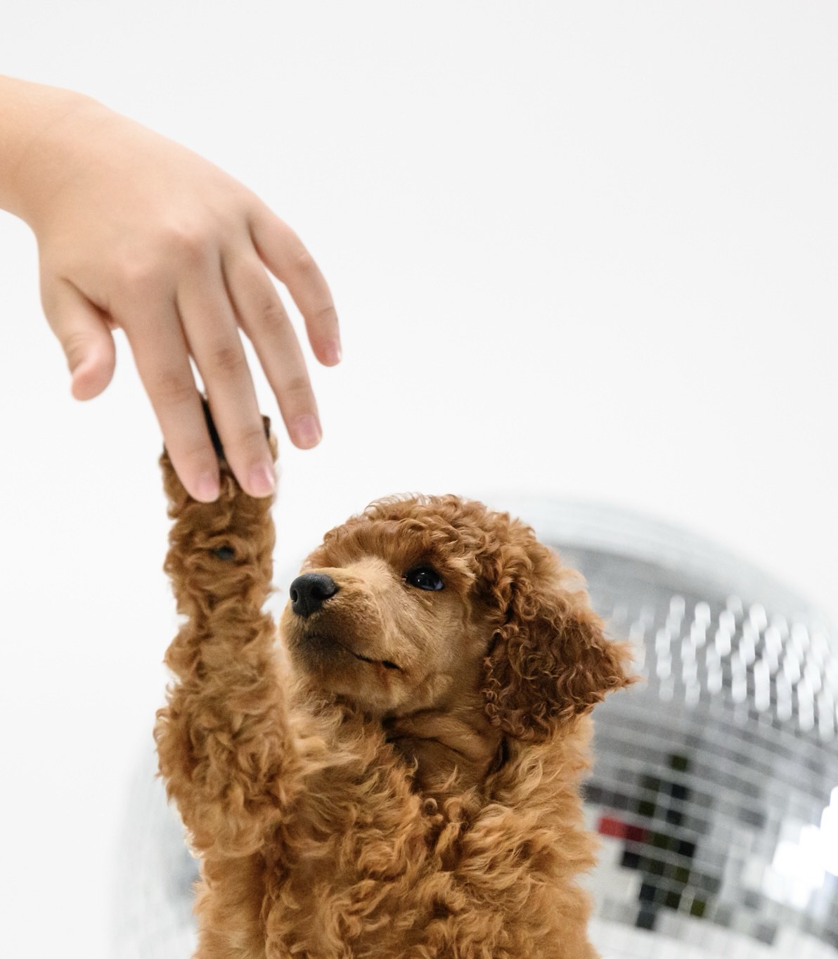 Standard poodle