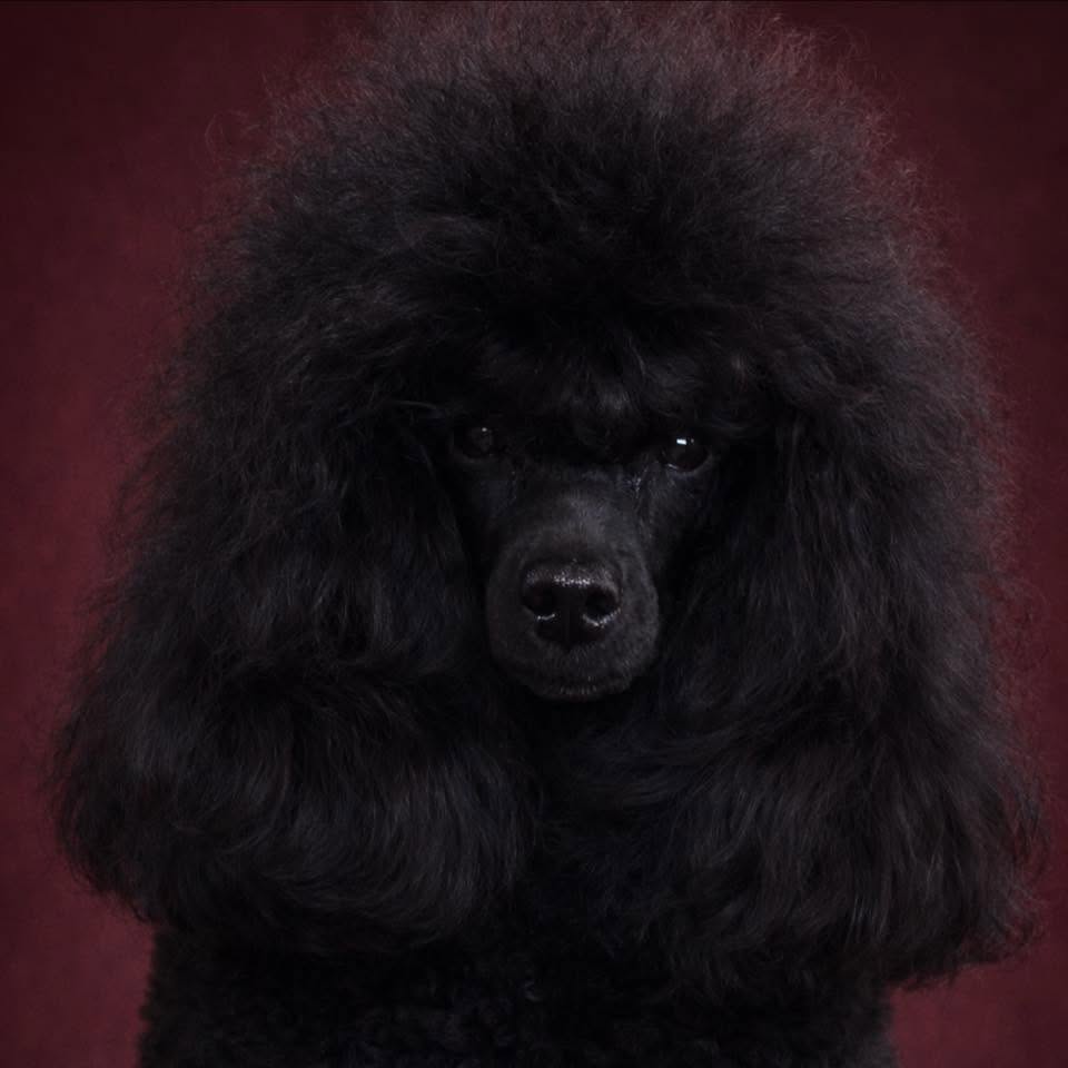 Poodle kennel Juoda laimė