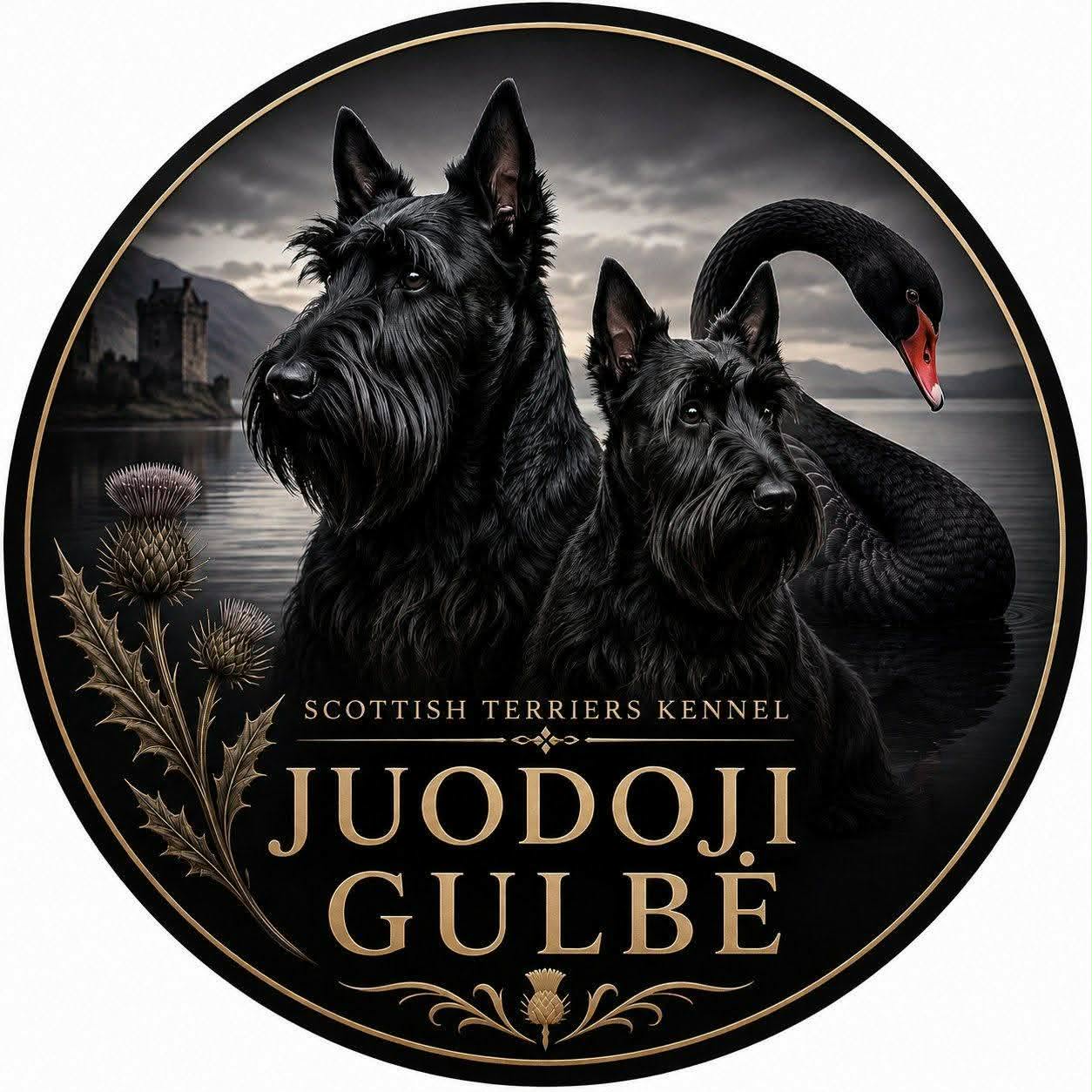 Juodoji Gulbė