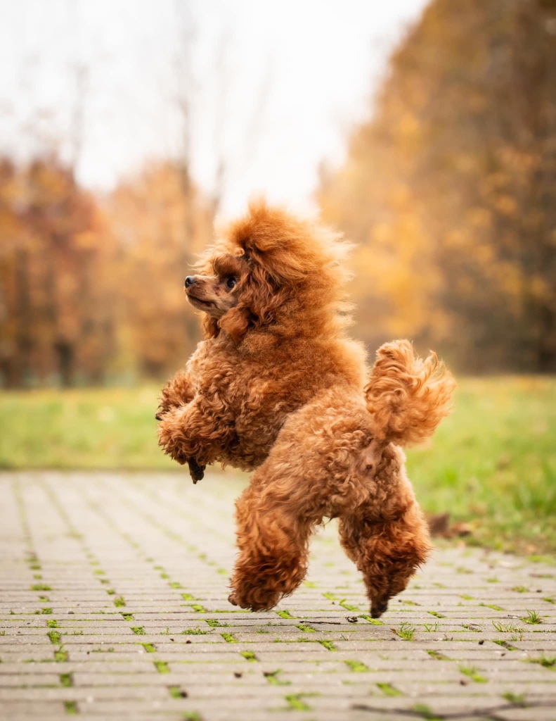 Toy Poddle Kennel Garbanoti Džiaugsmai