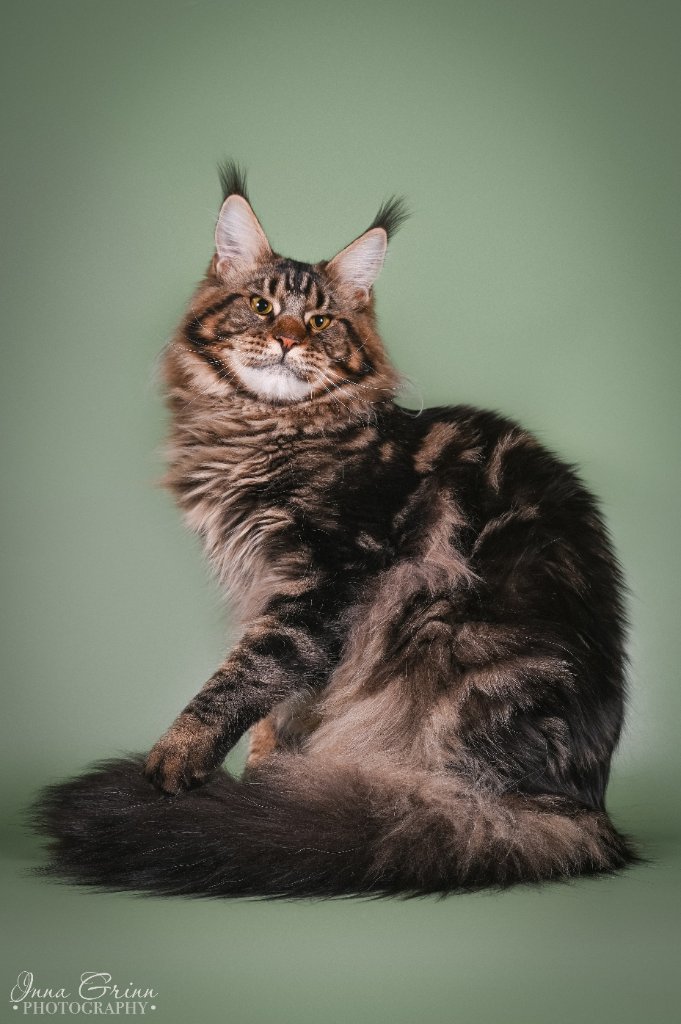 Glamur Silver Fur*LT meino meškėnų veislynas