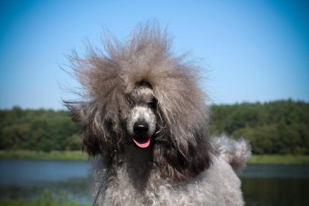 Audros Stichija Kennel